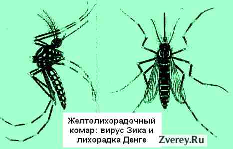 2 вируса от желтолихорадочного комара