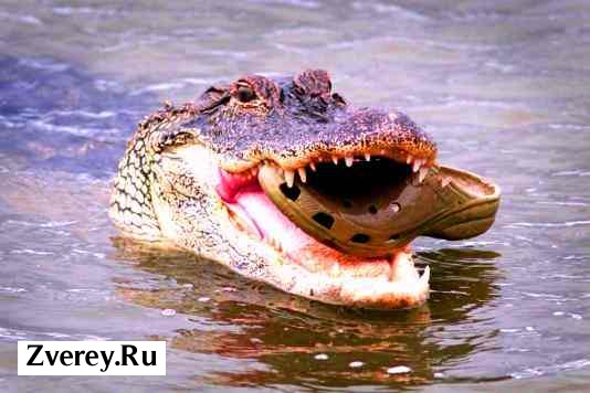 Крокодил ест