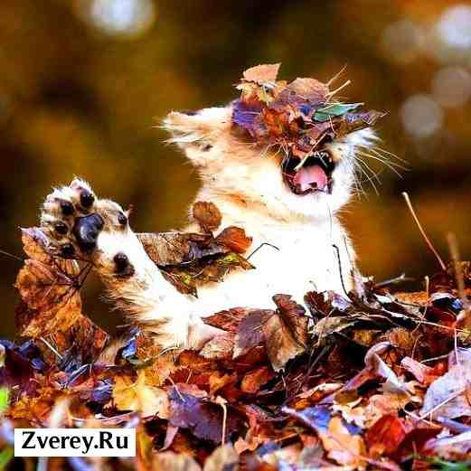 Львенок осенью играется с листьями