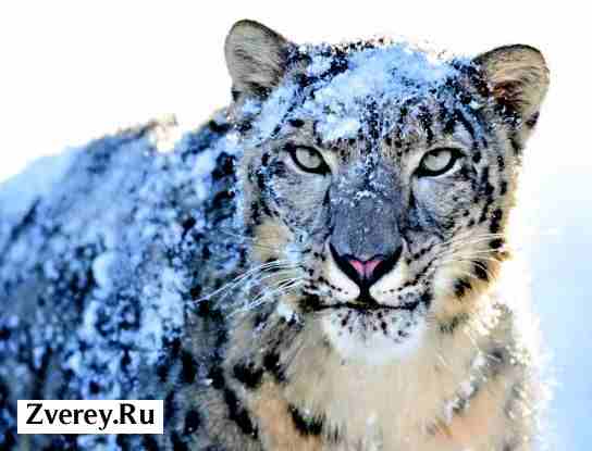 Фото тигра на снегу