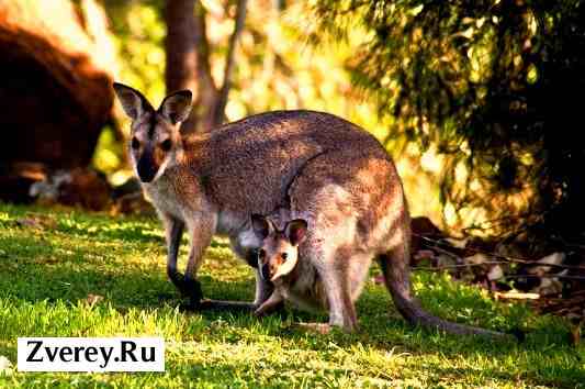 Фото кенгуру с детенышем в сумке