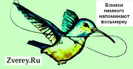 Как летают колибри — самые маленькие в мире птицы
