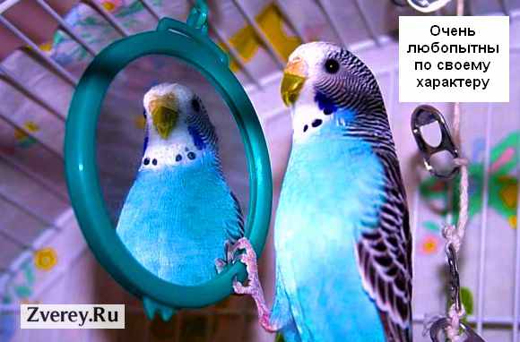 Попугай смотрится в зеркало