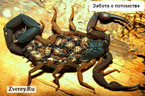 Скорпион с детенышами на спине