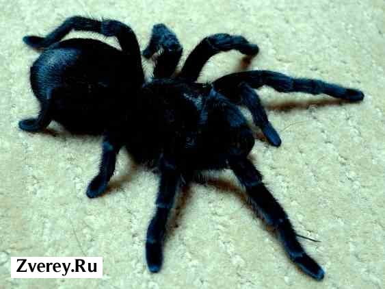Черный тарантул из Южной Америки
