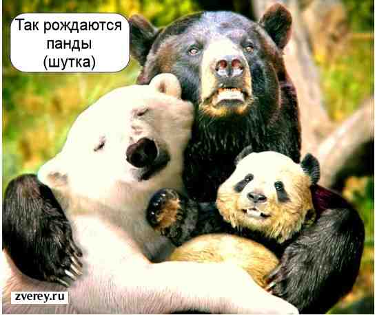Гризли, панда и белый медведь
