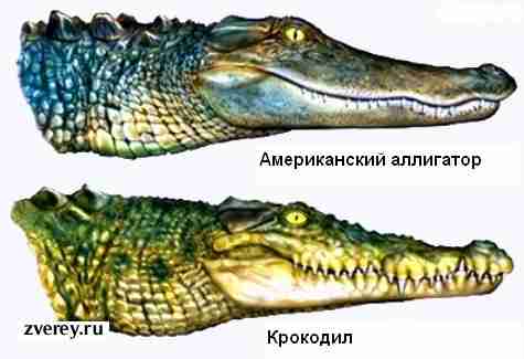 Аллигатор и крокодил на картинке