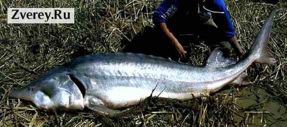 Белуга — очень крупная рыба