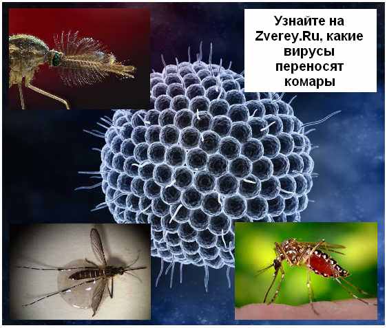 Вирусы и болезни от комаров