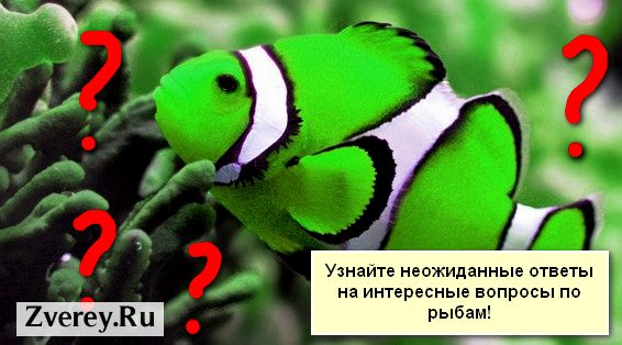 Вопросы и ответы по рыбам