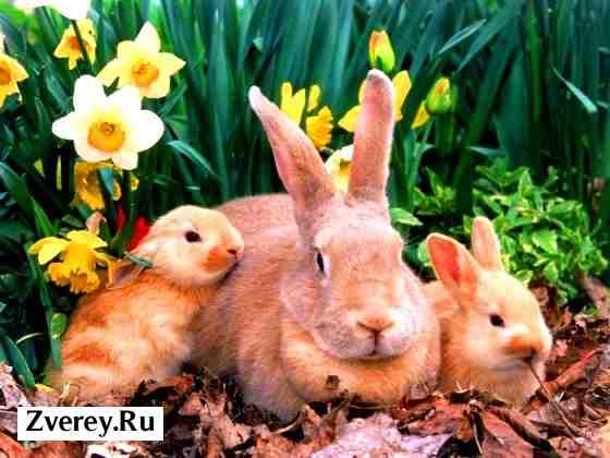 Семья кроликов на фоне травы и листьев