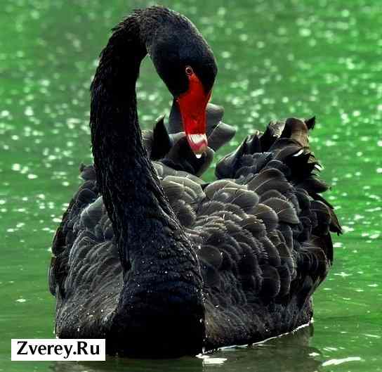 Фото черного лебедя на воде