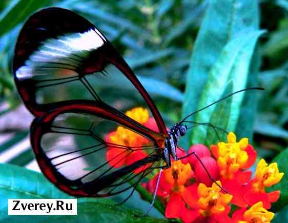 На фото — красивая бабочка