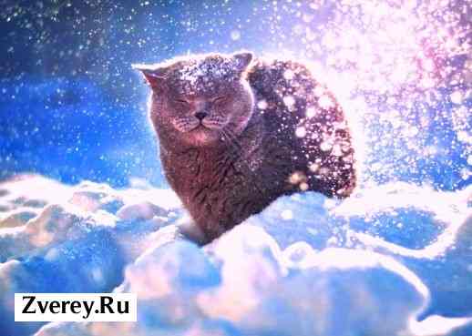 Фото кота на снегу