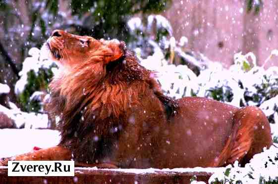 Фотография льва на снегу
