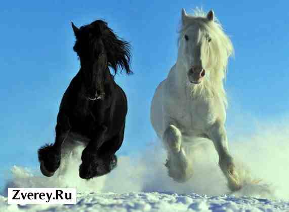 Белая и черная лошадь бегут по снегу