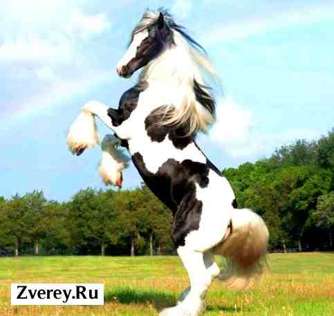 Белая лошадь с черными пятнами