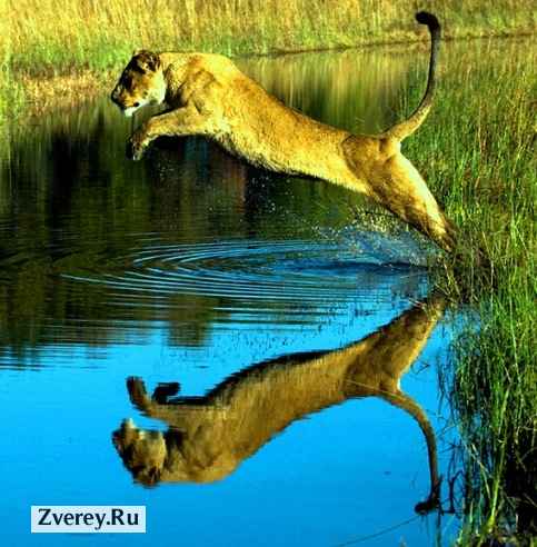 Львица прыгает