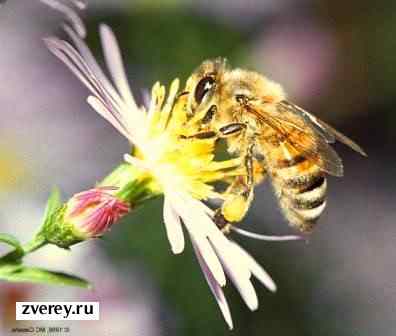 Домашняя пчела