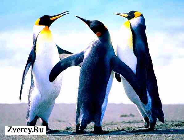 3 пингвина на фото
