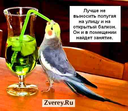 Попугай пьет