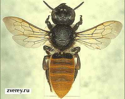 Самая большая пчела в мире