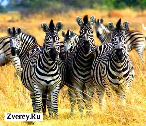 Группа зебр